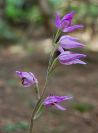 European Orchid Essences